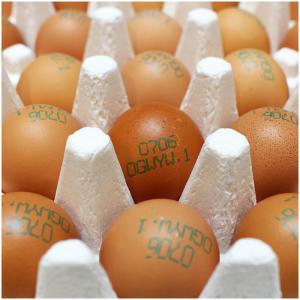 무항생제 방사 유정란 40알 / 동물복지 계란
