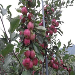 [같이가치농원]사과나무 묘목 미니사과 (루비에스) 접목1년특묘