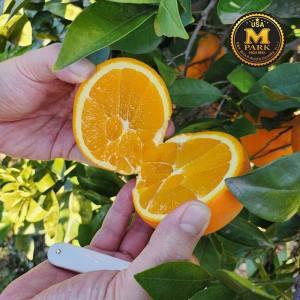 [캘리포니아 오렌지]Mpark 캘리포니아 네이블 못난이 오렌지 11kg (박스당 54과