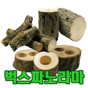[벅스파노라마] 장수풍뎅이/사슴벌레-산란목/놀이목/먹이목