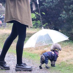 디더블유몰 갓샵 강아지 애견 튼튼한 양산 우산 [비오는날 산책 용품 우비 반려견 비올때 비옷 개 ]