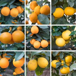 감귤포트묘  한라봉 금귤 레몬 원예 묘목 과일나무 식물인테리어
