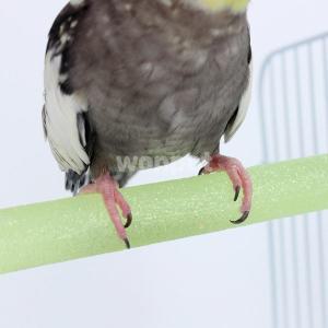 올블루 반짝 발톱갈이 횃대(대) 중소형 앵무새 횟대 장난감