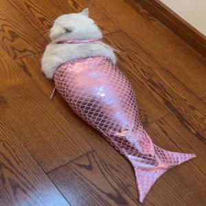 고양이 인어공주 꼬리 물고기 옷 강아지 코스프레 촬영 소품 의상 올인원 수영복