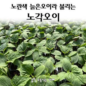 [모종심는아빠] 무침용으로 좋은 노란색 늙은오이 노각오이 모종50개(트레이한판)