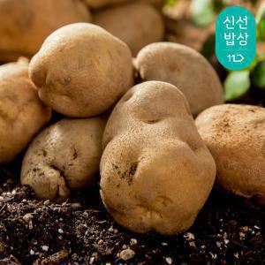 [품질보장] 노지 햇 감자 3kg 5kg 중 대 특 왕특