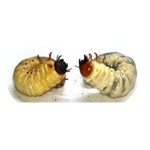 곤충프라자 장수풍뎅이 유충 키우기 기르기 사육용품