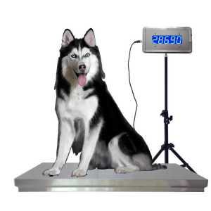 대형견 몸무게 체중계 반려동물 동물병원 강아지 측정기