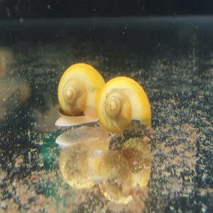 애플 스네일 2마리 어항이끼청소 물달팽이