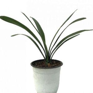 실내 화초 군자란 약 36cm관엽식물 란식물 원예 장식 장식용 인테리어 인테리어용