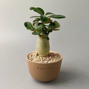 식물행성 아데니움 오베숨 사막의 장미(석화) (Adenium obesum) 바오밥 나무를 닮은