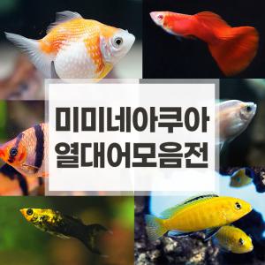 [11번가 단독] 열대어 모음전 구피/베타/청소물고기/금붕어