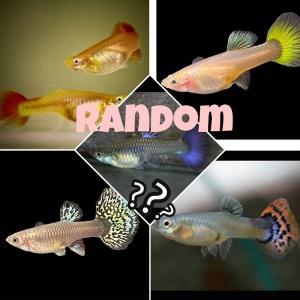 [힘찬열대어]새끼 쑥쑥 낳는 구피 암컷만 10마리 색상 랜덤 열대어 구피물고기 물고기 관상어 베타