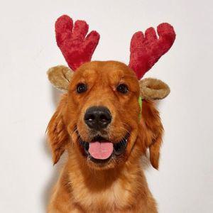 크리스마스 산타 강아지 루돌프 머리띠머리핀 용품 강아지옷 사슴뿔