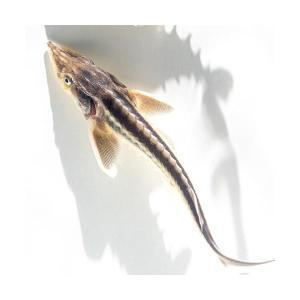 희귀 대형어/골든 철갑상어 10-12cm 내외/ 물고기 키우기