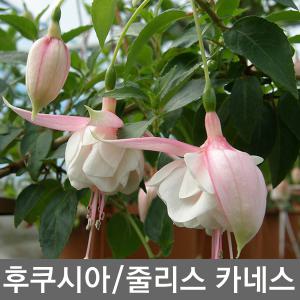 후쿠시아 관엽식물 넝쿨성 야생화 꽃화분 걸이용화분