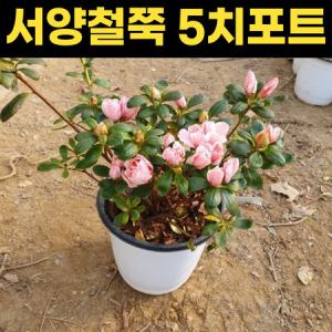 철쭉 5치포트 1주 연분홍 철쭉꽃 묘목_MC