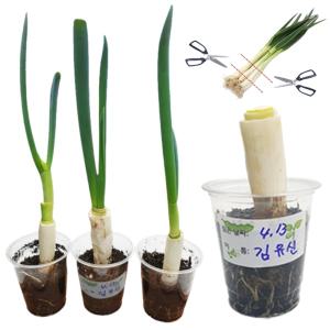 파 뿌리 키우기 화분 키트 5개 세트 밑동 재활용 식물 재생 과정 관찰 체험 학습 교구 자연 과학