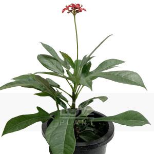 마타피아 빨간 꽃 향기 자트로파 사계절 개화 공기정화 식물 인테리어 화분