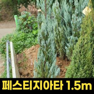 천리향묘목 나무 천리향포트 1주 60cm 공기정화_MC