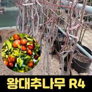 대추나무 왕대추나무 3년생 R4~5 결실주 분달이_MC