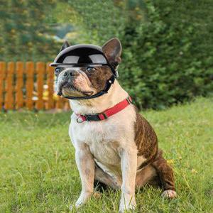 강아지썬캡 여름 강아지산책 눈보호 강아지헬멧