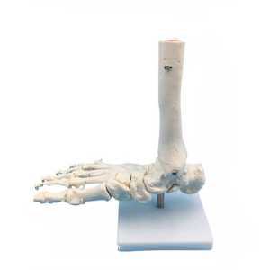 발관절 인체 모형 발목 발뼈 인대 의료 피규어 교육용 제품