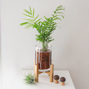 펫플랜트 수경재배 식물 테이블야자 투명유리 우드다리세트