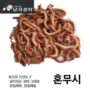 [낚시장터] 혼무시(200g) 홍거시 홍지렁이
