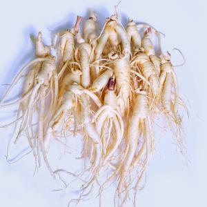 (세척)인삼수삼 오쿠홍삼용 콩난발 15뿌리내외 500g