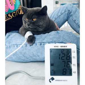 강아지혈압계 반려동물 고양이 가정용 혈압 재는 기계
