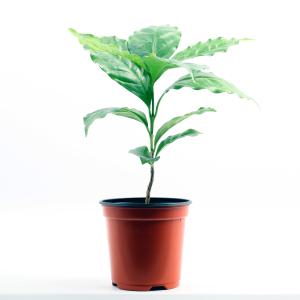 공기정화식물 실내화분 키우기 잎사귀 풍성한 공기정화 화분 식물인테리어 커피나무