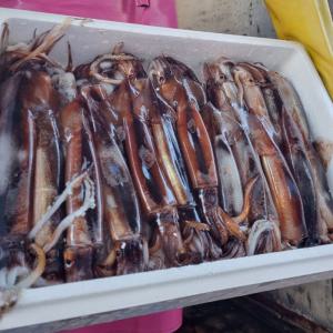 국내산 초코오징어 통오징어찜 급속냉동오징어 1kg