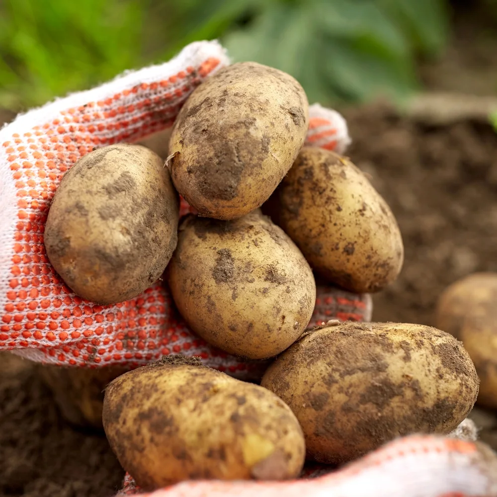[산지직송] 감자 햇감자 3kg/5kg/10kg Potato