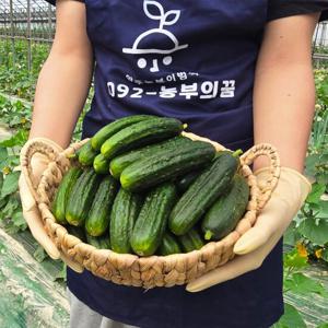 양주농부 글로리아 미니오이 스낵 피클용 1kg (15개-20개)