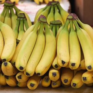 필리핀 고당도 바나나 2개 총 2kg내외
