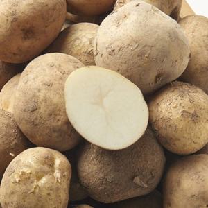 [산지직송] 제주 감자 로열 사이즈 9kg (100-250g)