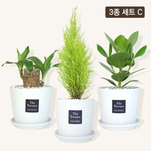 공기정화식물 도자기 중형 화분 3종 C 행운목+율마+클루시아