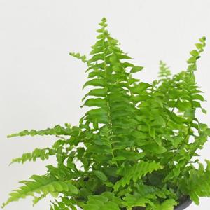 보스톤 고사리 식물 모종 소품 관엽식물 양치식물 마이플랜트-소품