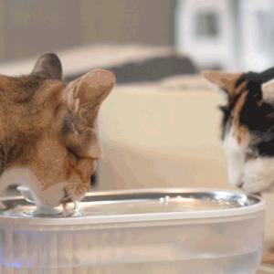 바비온 강아지 고양이 저소음 정수기 친환경 스테인레스 급수기 수반 물그릇