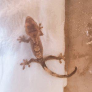 크레스티드 게코 미구분 베이비 1마리 랜덤 발송 도마뱀 붙이류 게코키우기