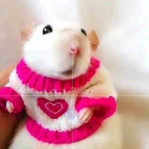 햄스터의류 소동물 스웨터 코스튬 귀여운 작은옷 페럿 애완동물 패션 코디룩