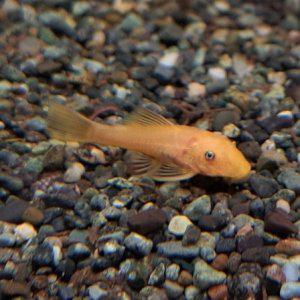 안시 숏핀 1마리 (2~4cm)_ 청소물고기 이끼청소 키우기쉬운 열대어 관상어 물고기 물생활 수족관 어항