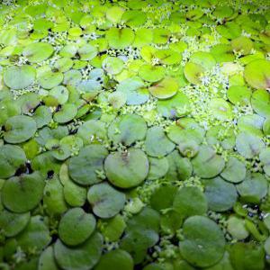 아마존 프로그 비트 3뿌리_ 띄워두는 부상수초 수반 메다카 연못 개구리밥