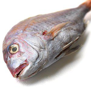 반건조 제수용 생선 도미 민어 나막스 열기 가오리