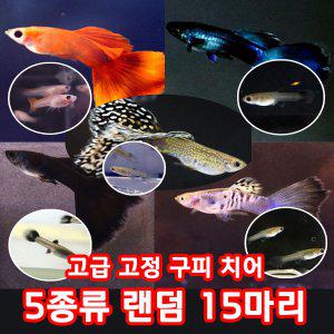 디엔아쿠아 고급 고정 구피 치어 5종 랜덤 15마리