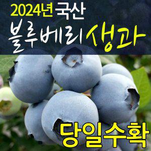 국산 블루베리 생과 1kg 생 열매/500g 포장 당일수확