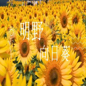 [야마나시현 꽃구경 당일여행] 아케노 해바라기 꽃밭 & 포도 마음껏 따기 (일본산 와규 도시락 포함) | 도쿄, 신주쿠 출발 |