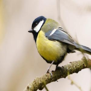 Nat Geo 일일 투어: Caminito del Rey에서 조류 관찰