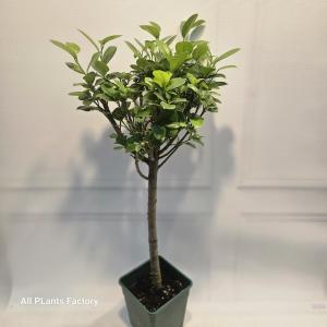 식물공장 프랑스고무나무 외목대 중대품 반려식물 70-90cm 299